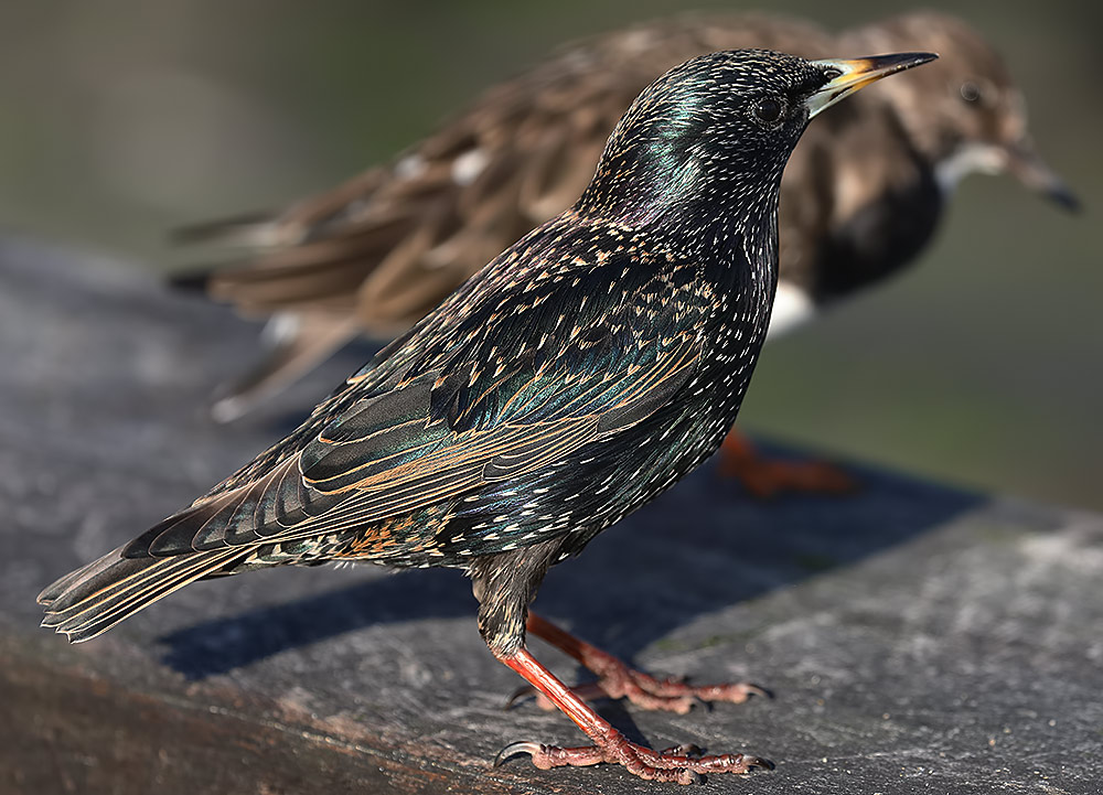 starling